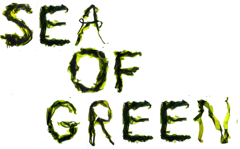 Sea of Green